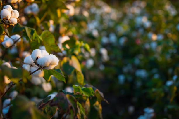 campo de algodón - cotton smooth green plant fotografías e imágenes de stock