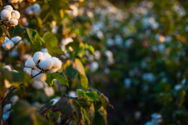 Cotton field A cotton field cotton cotton ball fiber white stock pictures, royalty-free photos & images
