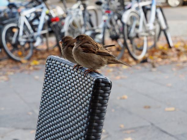 Sparrows on the backrest Photo of two city sparrows on the back of a chair, backrest stock pictures, royalty-free photos & images