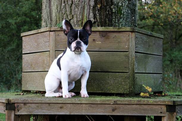 French Bulldog Portrait stock photo