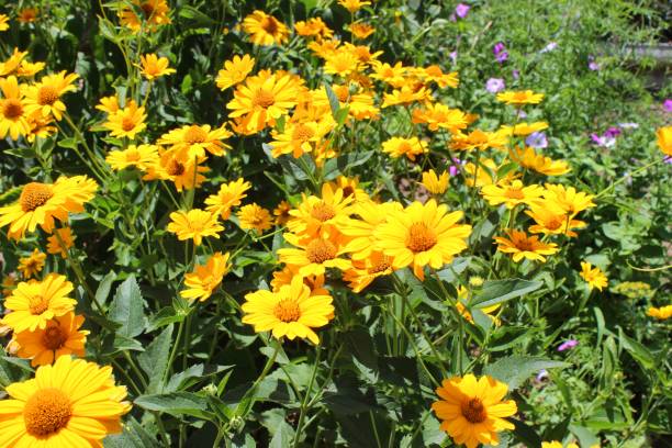istock Some yellow flowers 872151452