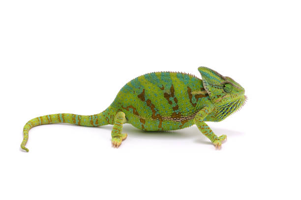 istock Veiled Chameleon isolated on white background 872151464