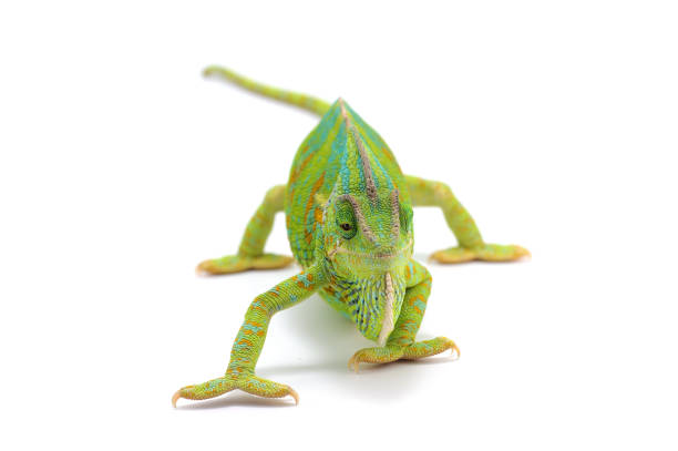 istock Veiled Chameleon isolated on white background 872151472