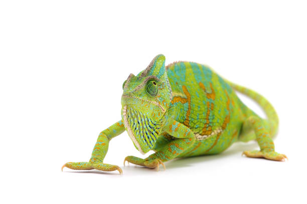 Veiled Chameleon isolated on white background Veiled Chameleon isolated on white background prehensile tail stock pictures, royalty-free photos & images