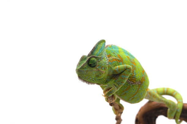 istock Veiled Chameleon isolated on white background 872151494