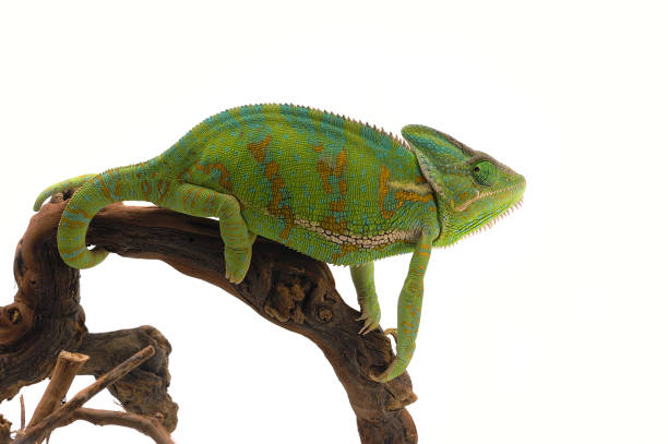 istock Veiled Chameleon isolated on white background 872151524