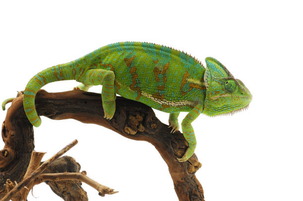 istock Veiled Chameleon isolated on white background 872151526