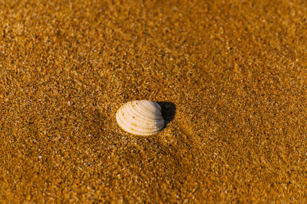 istock natural sea shell lying on the sandy beach, washed by water, sunny day, 872155420