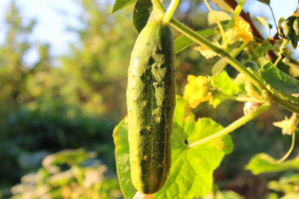 istock Cucumber. Morning. 872156008