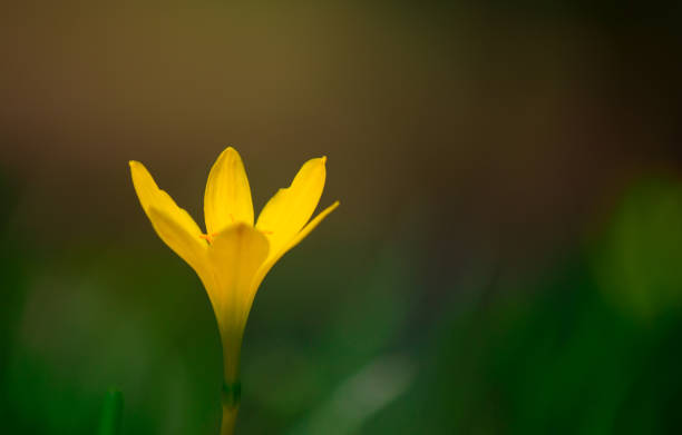 istock Yellow field flower 872156326
