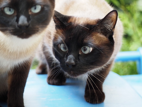 Photograph of two squinting Siamese cats