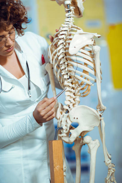 étudiant à la recherche de squelette humain - anatomy classroom human skeleton student photos et images de collection