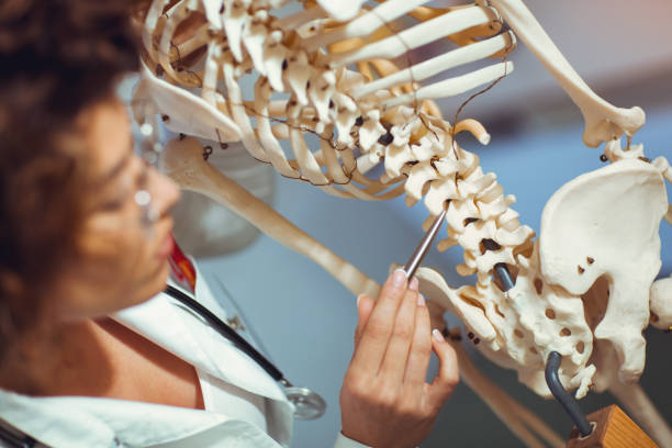 istock Student looking at human skeleton 872160234