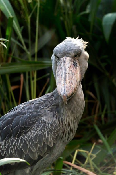 istock Head of shoebill 872162422
