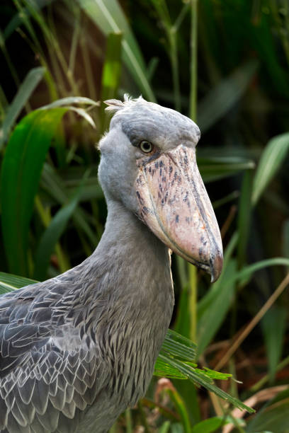 istock Head of shoebill 872162504