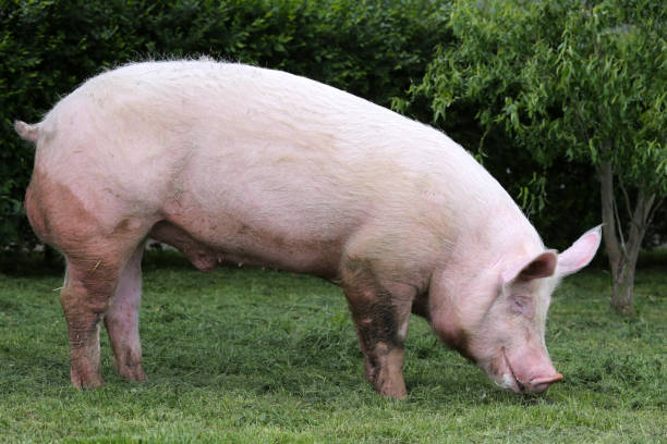 istock Domestic pink colored sow graze on pasture 872163096
