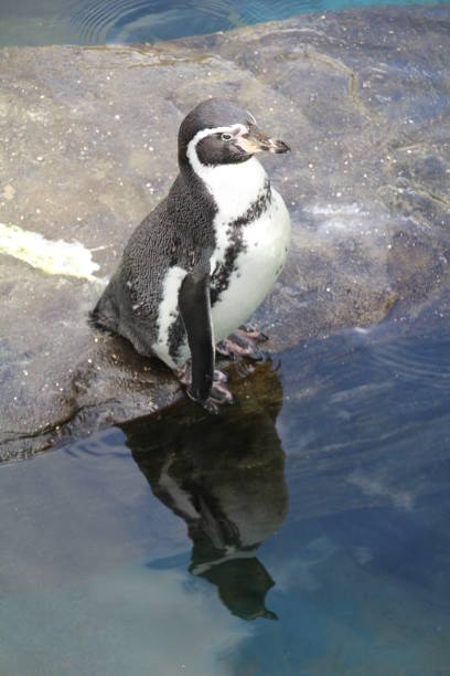 istock Humboldt Penguin 872166622