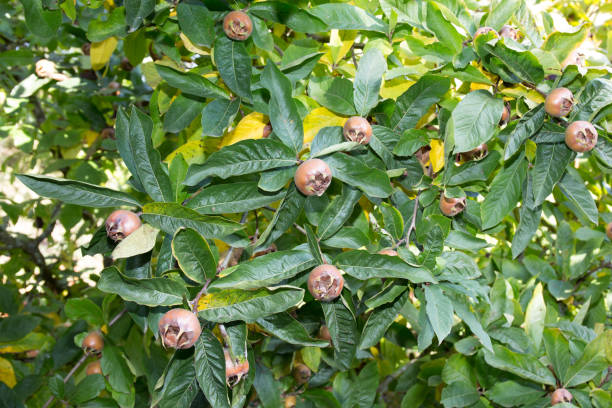 Ripe common medlar fruit, loquat, mespilus germanica, isolated Healthy Medlars in fruit tree Mespilus germanica, Crataegus germanica, medlar, Mispel germanica mespilus mespilus germanica mispel stock pictures, royalty-free photos & images