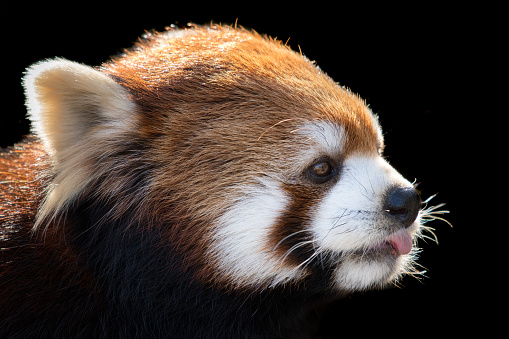 Profile Portrait of a Red Panda Against a Black Background