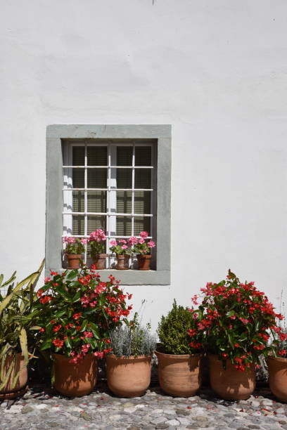 istock Flowers in Terracotta Pots 872173160