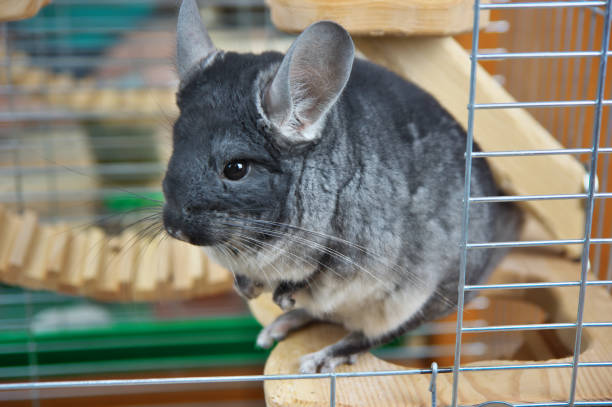 gris chinchilla peu dans une cage. - rabbit hairy gray animal photos et images de collection