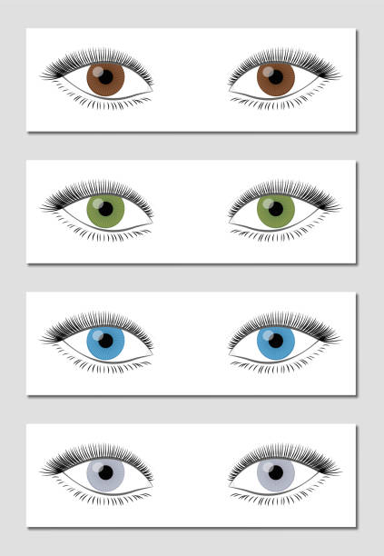 ilustraciones, imágenes clip art, dibujos animados e iconos de stock de carta de color de ojos en orden dominante de la ilustración de vector de ocurrencia - marrón, verde, azul y gris - aislada sobre fondo blanco. - color de ojos