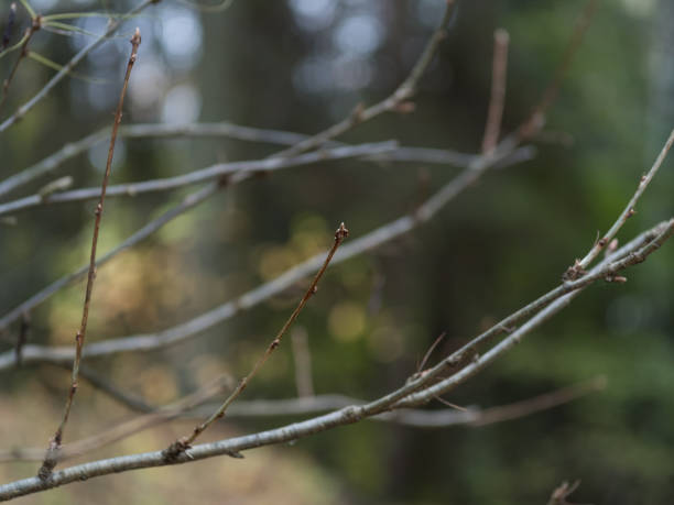 istock Branch with swelling buds. Blurred Background 872178216