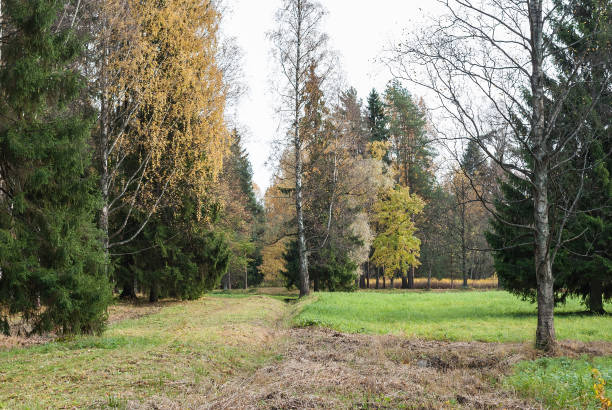 istock Glade with birches with fallen leaves and yellowing grass. 872178238