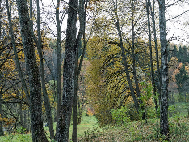 istock Old trees with fallen leaves in the forest 872178250