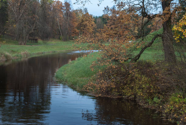 istock Autumn river with a water-bent tree. Autumn landscape 872178282
