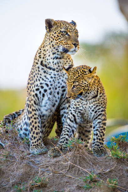istock Leopard mother and cub. 872178852