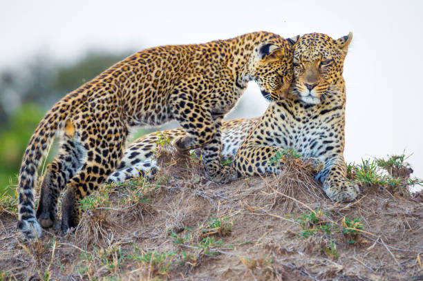 豹媽媽和幼崽 - leopard 2 個照片及圖片檔