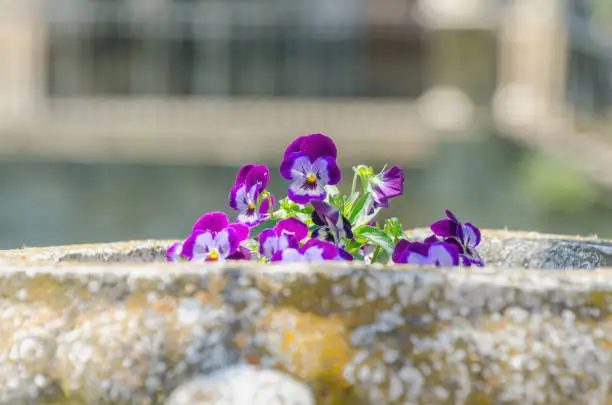 Detail on some violet flowers on a plantpot