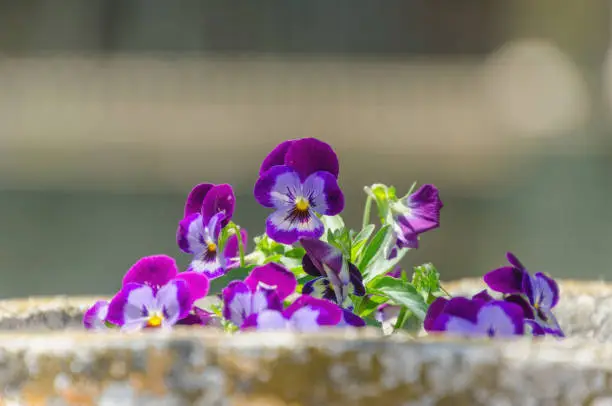 Close up detail on some violet flowers on a plantpot