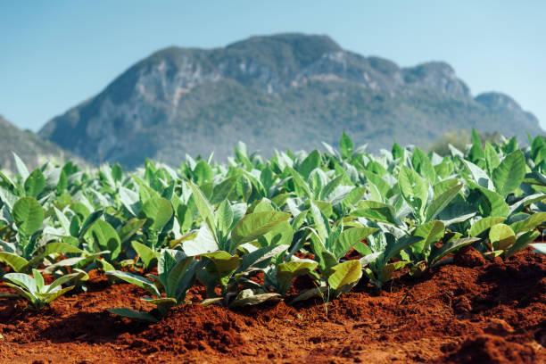 Tobacco fields in Vinales, Cuba