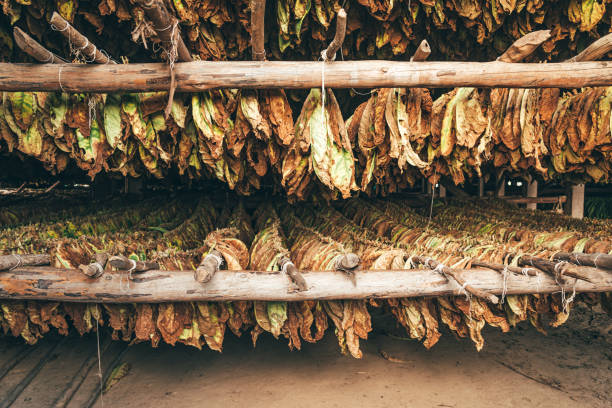 foglie di tabacco che si asciugano a cuba, valle de vinales - tobacco foto e immagini stock