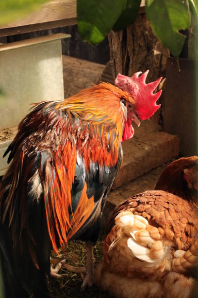 istock Colorful Rooster 872182374