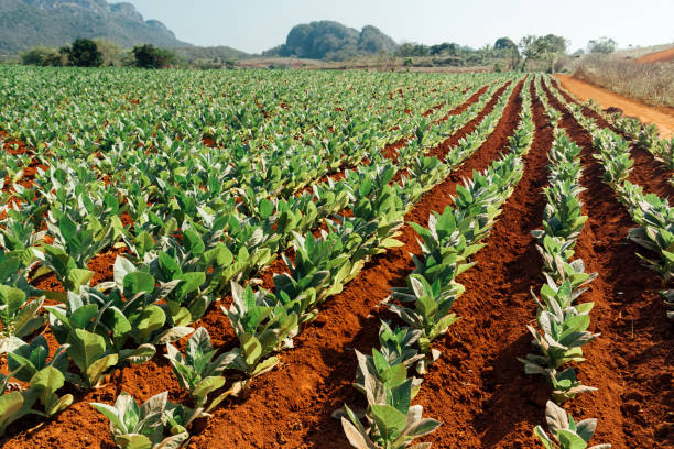 Tobacco fields in Vinales, Cuba