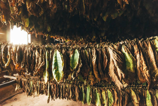 istock Tobacco leaves drying in Cuba, Valle De Vinales 872185238