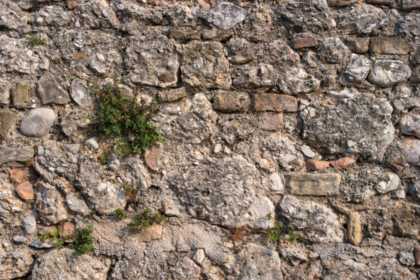 istock Stone wall with green plant. 872188386