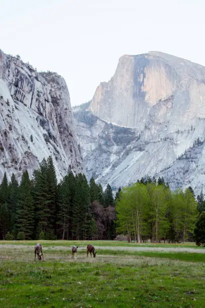 Deer grazing in a meadow in front of Half Dome in Yosemite National Park in California, USA.