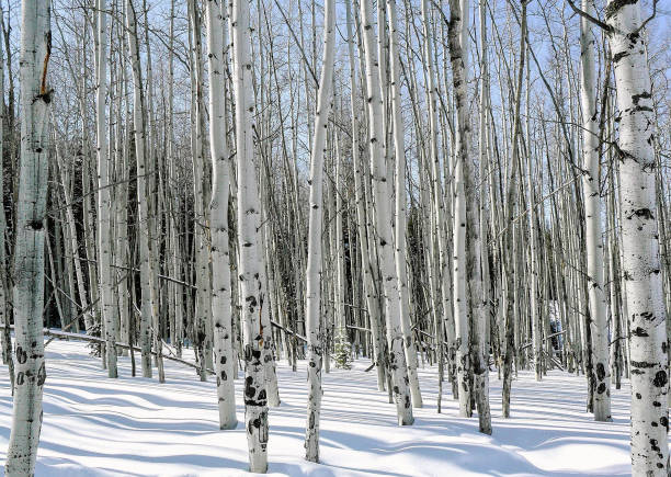 istock Snow covered aspen grove 872191572