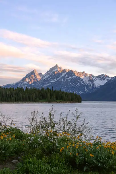 Rocky Mountains in Wyoming, USA overlooking Jackson Lake at sunset with wildflowers in the foreground