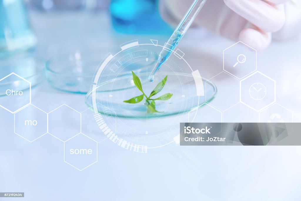 selective focus a small organic plant, Beauty background, scientist is sampling a chemical extract from organic natural, research and develop background, Science Stock Photo