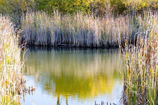 Marsh in autumn in the Assiniboine Forest, Winnipeg, Manitoba, Canada