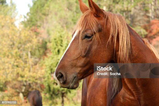 Photo libre de droit de Cheval Se Dresse Sur Le Champ Vert En Automne banque d'images et plus d'images libres de droit de Cheval - Cheval, Marron - Couleur, Mignon