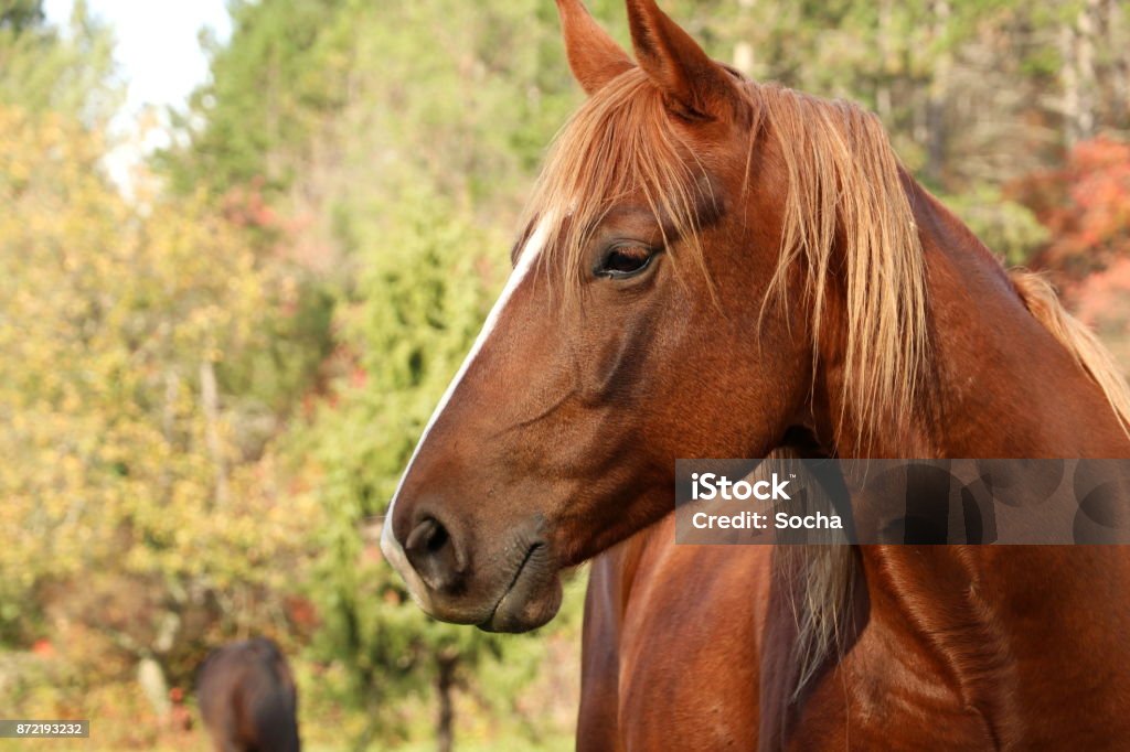 Cavalo fica em campo verde no outono - Foto de stock de Cavalo - Família do cavalo royalty-free