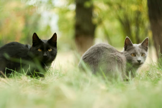 緑の芝生の上の猫。庭の猫。 - kitten cats animals and pets formal garden ストックフォトと画像