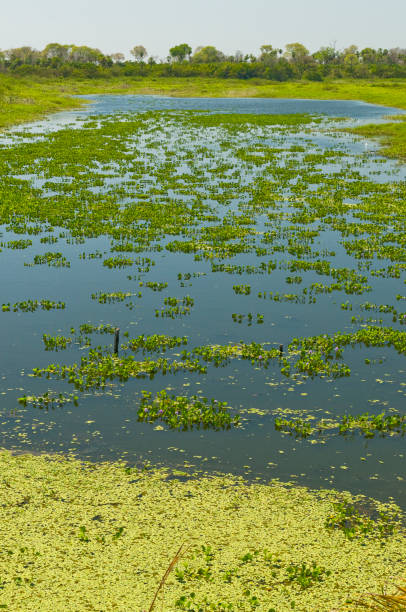 istock Pantanal wetlands - Brazil 872193696