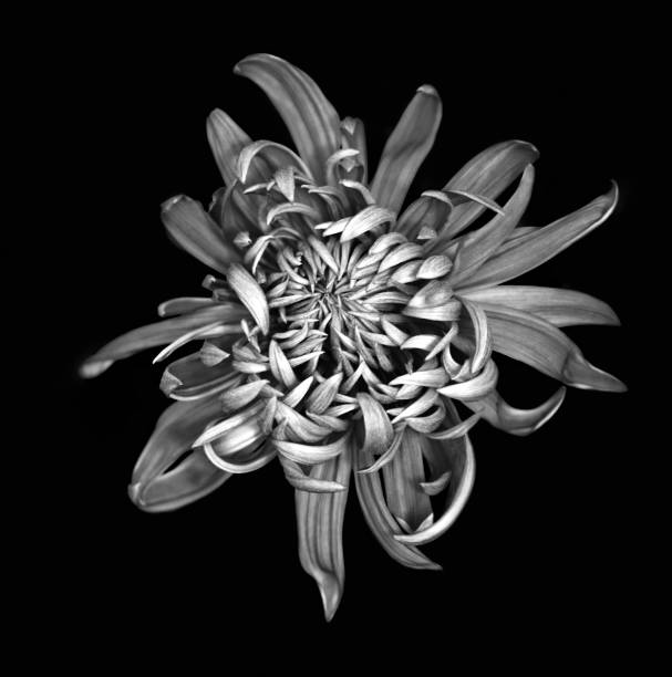istock Chrysanthemum black and white 872193886